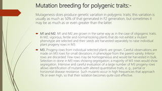 Mutation breeding for polygenic traits:-
Mutagenesis does produce genetic variation in polygenic traits; this variation is
usually as much as 50% of that generated in F2 generation, but sometimes it
may be as much as or even greater than the latter.
 M1 and M2. M1 and M2 are grown in the same way as in the case of oligogenic traits.
In M2, vigorous, fertile and normal looking plants that do not exhibit a mutant
phenotype are selected and their seeds are harvested separately to raise individual
plant progeny rows in M3.
 M3. Progeny rows from individual selected plants are grown. Careful observations are
made on M3 rows for small deviations in phenotype from the parent variety. Inferior
rows are discarded. Few rows may be homogeneous and would be harvested in bulk.
Selection in done in M3 rows showing segregation; a majority of M3 rows would show
segregation. Intensive and careful evaluation of a large number of M3 progeny rows
allows identification of mutants with altered quantitative traits, e. g., partial or
horizontal disease resistance. Such mutants occur in high frequencies that approach
1% or even high, so that their isolation becomes quite cost effective.
 