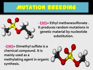 Mutation Breeding | PPTX