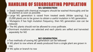 HANDLING OF SEGGREGATING POPULATION
M1 GENERATION
 Seeds treated with chemical mutagens should be washed thoroughly and be
be planted as soon as possible.
 Large M1 generation is raised from treated seeds (Wider spacing). E.g:
25,000 plants are to be grown to obtain a useful mutation in M1 generation.
 Mutagens if has high mutation frequency, then M1 generation size can be
reduced.
 The M1 plants should not be allowed to cross pollinate.
Dominant mutations are selected and each plants are selfed and harvested
separately for M2
M2 GENERATION
Two methods of sowing M2 generation can be followed
 M1 plant to row where all seeds produced from a single plant are grown in
row
 M1 spike or branch to row
 