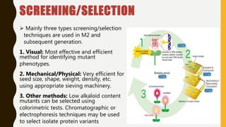SCREENING/SELECTION
 Mainly three types screening/selection
techniques are used in M2 and
subsequent generation.
1. Visual: Most effective and efficient
method for identifying mutant
phenotypes.
2. Mechanical/Physical: Very efficient for
seed size, shape, weight, density, etc.
using appropriate sieving machinery.
3. Other methods: Low alkaloid content
mutants can be selected using
colorimetric tests. Chromatographic or
electrophoresis techniques may be used
to select isolate protein variants
 