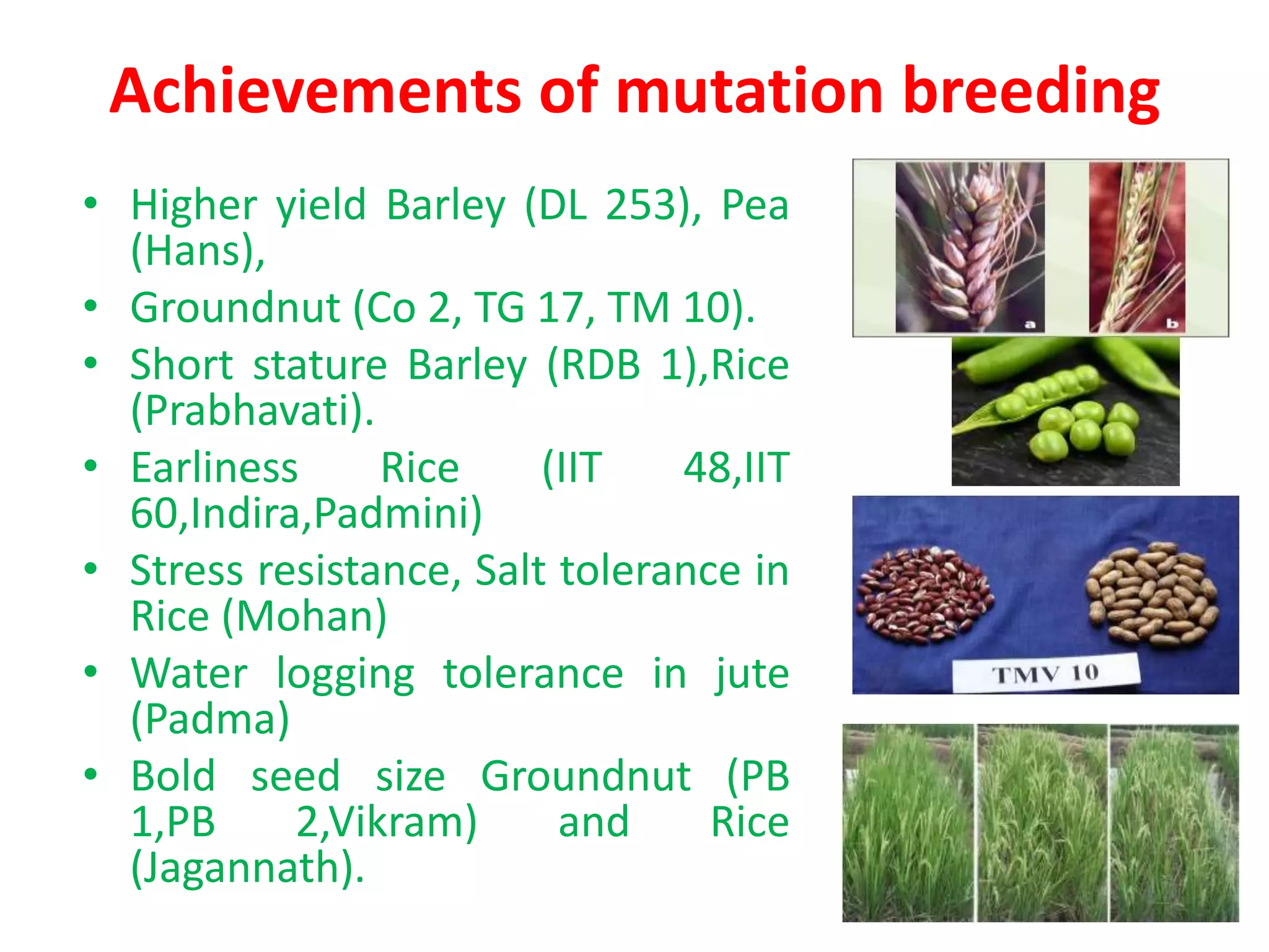 Achievements of mutation breeding
• Higher yield Barley (DL 253), Pea
(Hans),
• Groundnut (Co 2, TG 17, TM 10).
• Short stature Barley (RDB 1),Rice
(Prabhavati).
• Earliness Rice (IIT 48,IIT
60,Indira,Padmini)
• Stress resistance, Salt tolerance in
Rice (Mohan)
• Water logging tolerance in jute
(Padma)
• Bold seed size Groundnut (PB
1,PB 2,Vikram) and Rice
(Jagannath).
 