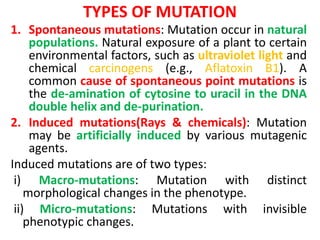 TYPES OF MUTATION
1. Spontaneous mutations: Mutation occur in natural
populations. Natural exposure of a plant to certain
environmental factors, such as ultraviolet light and
chemical carcinogens (e.g., Aflatoxin B1). A
common cause of spontaneous point mutations is
the de-amination of cytosine to uracil in the DNA
double helix and de-purination.
2. Induced mutations(Rays & chemicals): Mutation
may be artificially induced by various mutagenic
agents.
Induced mutations are of two types:
i) Macro-mutations: Mutation with distinct
morphological changes in the phenotype.
ii) Micro-mutations: Mutations with invisible
phenotypic changes.
 