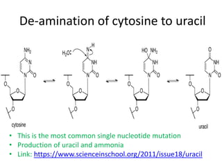 De-amination of cytosine to uracil
• This is the most common single nucleotide mutation
• Production of uracil and ammonia
• Link: https://www.scienceinschool.org/2011/issue18/uracil
 