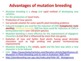 Advantages of mutation breeding
• Mutation breeding is a cheap and rapid method of developing new
varieties.
• For the production of novel traits.
• Production of new species
• Can provide solution for some specific plant breeding problems
• Induced mutagens are used for the induction of CMS (Cytoplasmic male
sterility). Ethidium bromide (EB) has been used for induction of CMS in
barley.(observed in over 150 plant species)
• Mutation breeding is more effective for the improvement of oligogenic
characters (a trait that is influenced by more than one gene).
• Evolution of new and better food plants having good desirable
characters such as high yielding and greater resistance(crop
improvement)
• Mutation breeding is the simple, quick and the best way when a new
character is to be induced.
• Link: https://www.biotecharticles.com/Genetics-Article/Significance-of-
Mutation-in-Plant-Breeding-and-its-role-in-Evolution-3687.html
• http://plantbreeding.coe.uga.edu/index.php?title=20._Mutagenesis
 