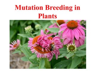 Mutation Breeding in
Plants
 