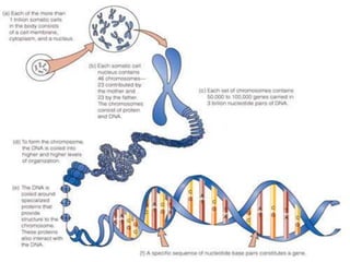 Mutation Breeding Examples Mutation breeding | PPTX