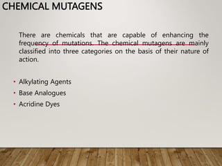 CHEMICAL MUTAGENS
There are chemicals that are capable of enhancing the
frequency of mutations. The chemical mutagens are mainly
classified into three categories on the basis of their nature of
action.
• Alkylating Agents
• Base Analogues
• Acridine Dyes
 
