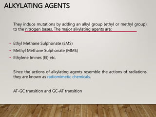 ALKYLATING AGENTS
They induce mutations by adding an alkyl group (ethyl or methyl group)
to the nitrogen bases. The major alkylating agents are:
• Ethyl Methane Sulphonate (EMS)
• Methyl Methane Sulphonate (MMS)
• Ethylene Imines (EI) etc.
Since the actions of alkylating agents resemble the actions of radiations
they are known as radiomimetic chemicals.
AT-GC transition and GC-AT transition
 