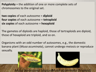 Polyploidy = the addition of one or more complete sets of
chromosomes to the original set.
two copies of each autosome = diploid
four copies of each autosome = tetraploid
six copies of each autosome = hexaploid
The gametes of diploids are haploid, those of tertraploids are diploid,
those of hexaploid are triploid, and so on.
Organisms with an odd number of autosomes, e.g., the domestic
banana plant (Musa acuminata), cannot undergo meiosis or reproduce
sexually.
Musa barbisiana (diploid)
Musa acuminata (triploid)
 