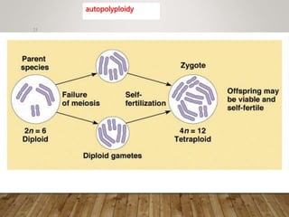 25
autopolyploidy
 