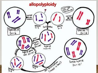 26
allopolyploidy
 