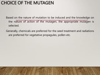 CHOICE OF THE MUTAGEN
Based on the nature of mutation to be induced and the knowledge on
the nature of action of the mutagen, the appropriate mutagen is
selected.
Generally, chemicals are preferred for the seed treatment and radiations
are preferred for vegetative propagules, pollen etc.
 