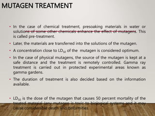 MUTAGEN TREATMENT
• In the case of chemical treatment, presoaking materials in water or
solutions of some other chemicals enhance the effect of mutagens. This
is called pre-treatment.
• Later, the materials are transferred into the solutions of the mutagen.
• A concentration close to LD50 of the mutagen is considered optimum.
• In the case of physical mutagens, the source of the mutagen is kept at a
safe distance and the treatment is remotely controlled. Gamma ray
treatment is carried out in protected experimental areas known as
gamma gardens.
• The duration of treatment is also decided based on the information
available.
• LD50 is the dose of the mutagen that causes 50 percent mortality of the
treated material (any mutagen is toxic to biological systems and it may
cause considerable death and deformities.
 