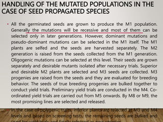 HANDLING OF THE MUTATED POPULATIONS IN THE
CASE OF SEED PROPAGATED SPECIES
• All the germinated seeds are grown to produce the M1 population.
Generally the mutations will be recessive and most of them can be
selected only in later generations. However, dominant mutations and
pseudo-dominant mutations can be selected in the M1 itself. The M1
plants are selfed and the seeds are harvested separately. The M2
generation is raised from the seeds collected from the M1 generation.
Oligogenic mutations can be selected at this level. Their seeds are grown
separately and desirable mutants isolated after necessary trials. Superior
and desirable M2 plants are selected and M3 seeds are collected. M3
progenies are raised from the seeds and they are evaluated for breeding
behavior. The seeds of true breeding progenies are bulked together to
conduct yield trials. Preliminary yield trials are conducted in the M4. Co-
ordinated yield trials are carried out from M5 onwards. By M8 or M9, the
most promising lines are selected and released.
• In the case of polygenic traits, inferior plants are rejected at M3 and M4
levels and based on screening tests, the remaining seeds are bulked and
 