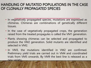 HANDLING OF MUTATED POPULATIONS IN THE CASE
OF CLONALLY PROPAGATED SPECIES
• In vegetatively propagated species, mutations are expressed as
chimeras. Chimeras are combinations of genetically different
tissues.
• In the case of vegetatively propagated crops, the generation
raised from the treated propagules is called the VM1 generation.
• Plants showing chimeras can be selected and propagated to
produce the VM2 generation. Solid mutants are identified and
selected in VM2.
• In VM3, the mutations identified in VM2 are confirmed.
Preliminary yield trials are carried out in VM4 and coordinated
trials from VM5 onwards. By VM9 the best line is released as a
new variety.
 
