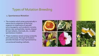Types of Mutation Breeding
1. Spontaneous Mutation
• The mutation which arises automatically in
nature due to subjection of the living
organism to treatments of naturally
occurring agents, such as electric currents,
atomic rays, and particles, injuries, disease
& insect attacks, chemicals, etc., is called
spontaneous mutation.
• These mutations remain arising constantly
and continuously.This type of mutation
provides the base of crop improvement by
conventional breeding methods.
7 11/25/2022 Add a footer
 