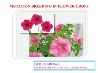 MUTATION BREEDING IN FLOWER CROPS
M.KUMARESAN
Ph. D. IN FLORICULTURE AND LANDSCAPING
 