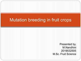 Presented by,
M.Nandhini
2019532505
M.Sc. Fruit Science
Mutation breeding in fruit crops
 