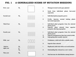 Mutation Breeding Examples Mutation breeding | PPTX