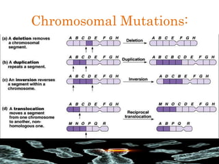 Chromosomal Mutations:
 
