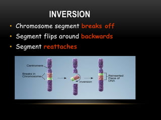 INVERSION
• Chromosome segment breaks off
• Segment flips around backwards
• Segment reattaches
 