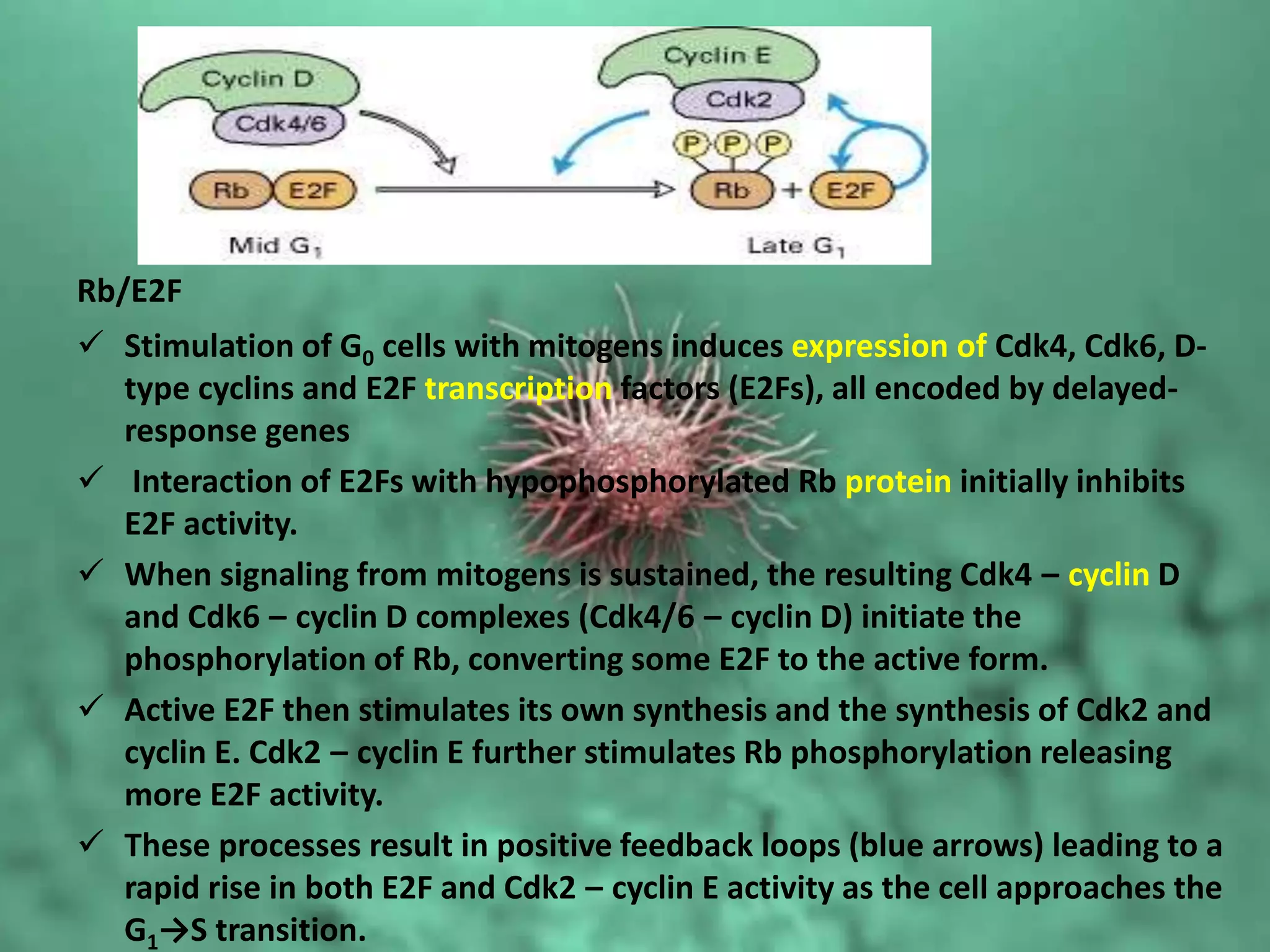 Mutation causing loss of cell cycle | PPTX