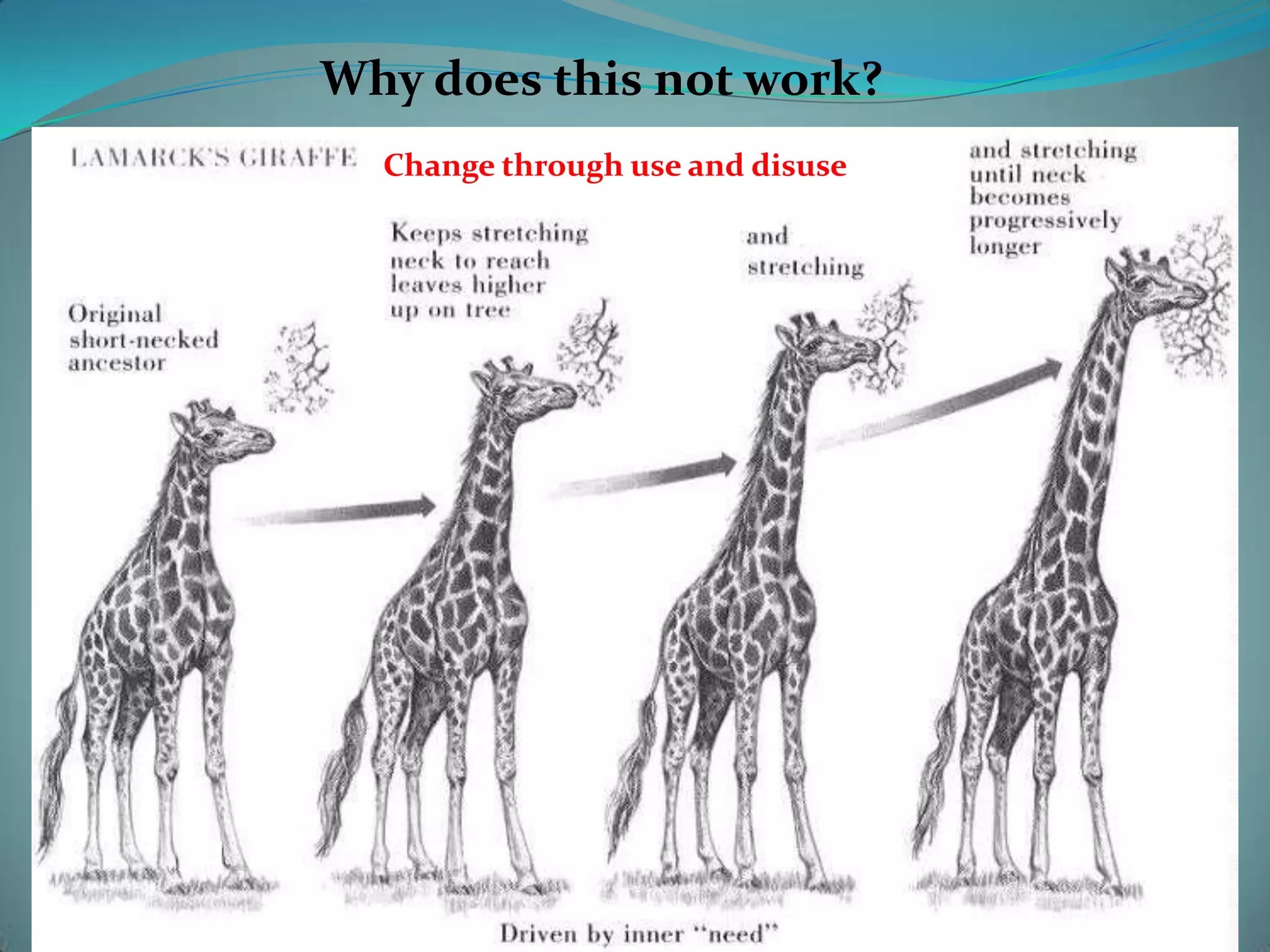 There are 2 variations of the beetles, green and red.The birds prefer eating the green beetles.Over generations the red beetles increase in population because they are not eaten by the birds.More survive to produce more offspring.Generations later….Over time the red beetles have been selected over the green beetles