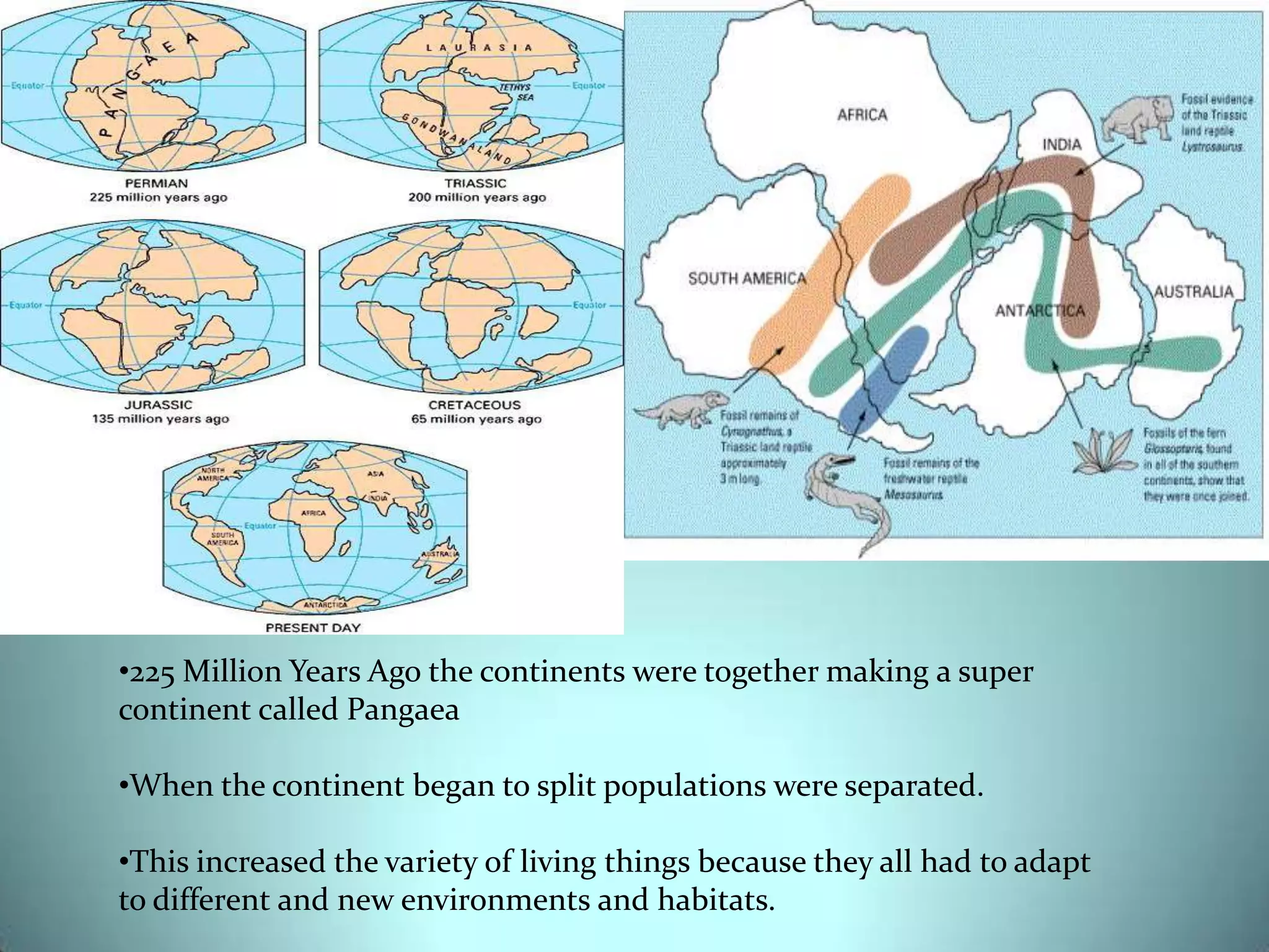 Natural Selection’s ExplanationAncestors had different neck lengthsThrough natural selection, longer necks survived and passed on their genes.Eventually all giraffes had long necks.
