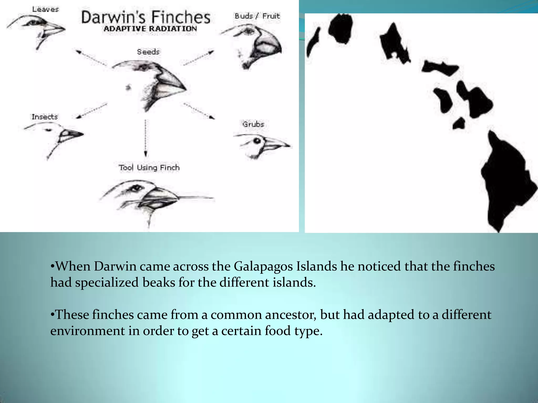 ONE Ancestor Many Varieties What are the different types?