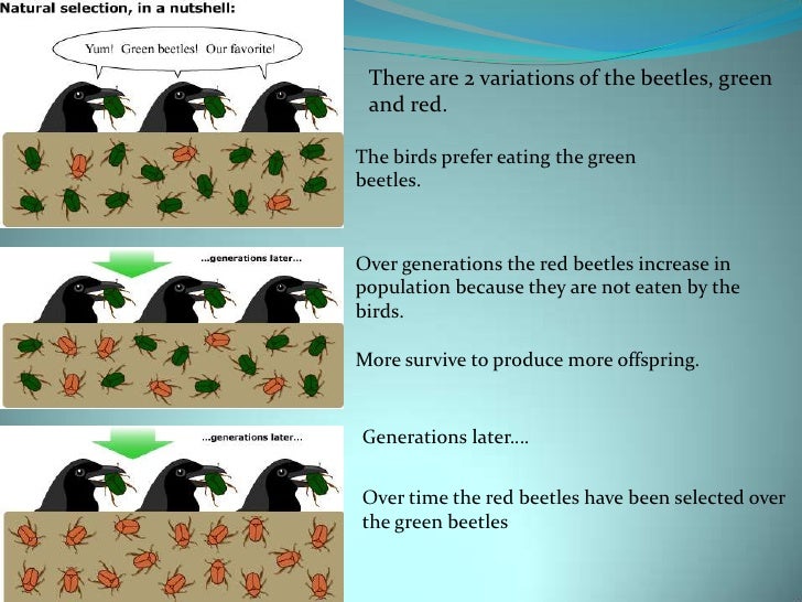How Does Adaptation Work In Natural Selection How Does Adaptation Work In Natural Selection