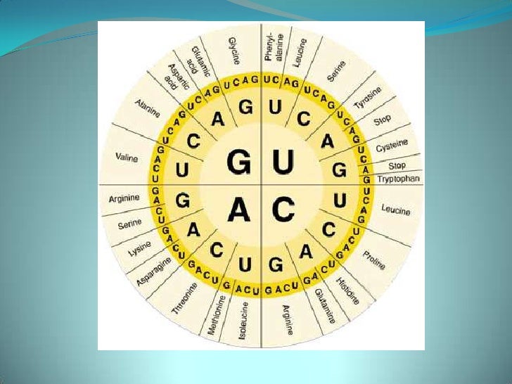 Amino Acids Natural Selection Amino Acids Natural Selection