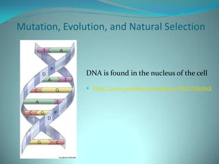 Mutation, Evolution, and Natural Selection DNA is found in the nucleus of the cell Http://www.youtube.com/watch?v=ZK6YP1Smbxk 