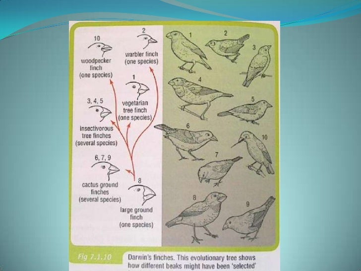 Evolution Mutation And Selection : Mutation, Evolution, and Natural