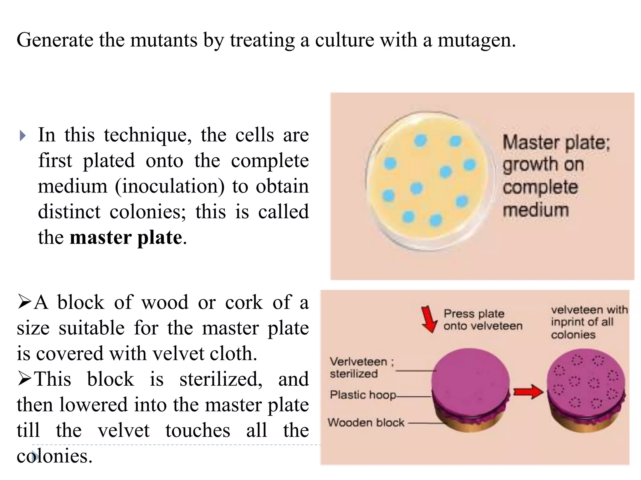 In this technique, the cells are
first plated onto the complete
medium (inoculation) to obtain
distinct colonies; this is called
the master plate.
A block of wood or cork of a
size suitable for the master plate
is covered with velvet cloth.
This block is sterilized, and
then lowered into the master plate
till the velvet touches all the
colonies.
Generate the mutants by treating a culture with a mutagen.
 