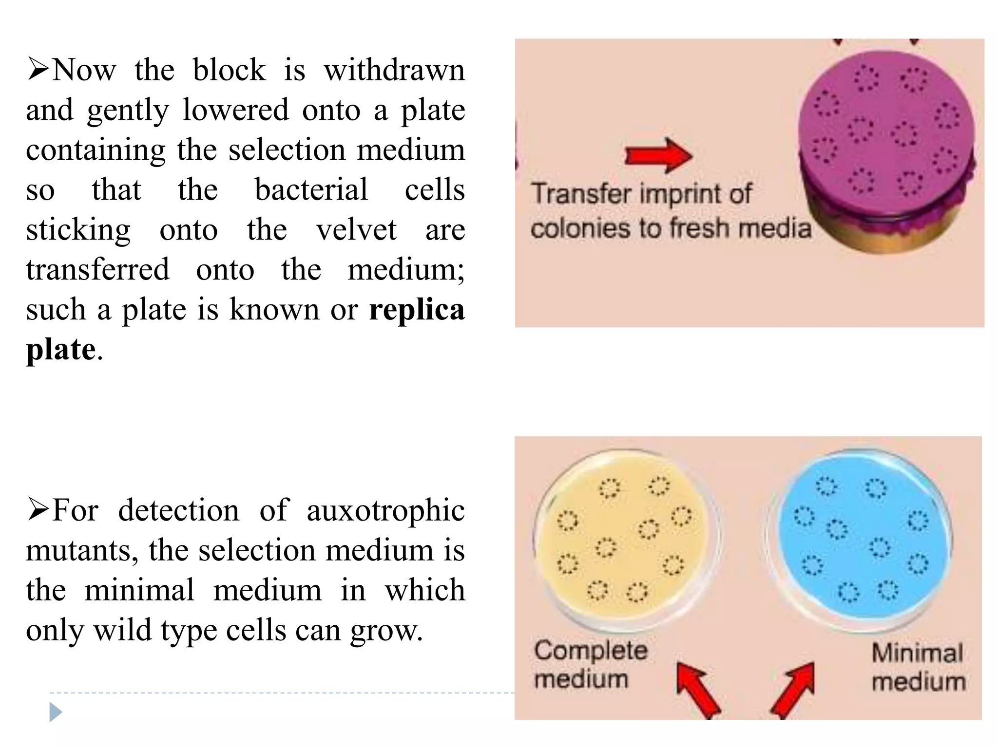 Now the block is withdrawn
and gently lowered onto a plate
containing the selection medium
so that the bacterial cells
sticking onto the velvet are
transferred onto the medium;
such a plate is known or replica
plate.
For detection of auxotrophic
mutants, the selection medium is
the minimal medium in which
only wild type cells can grow.
 