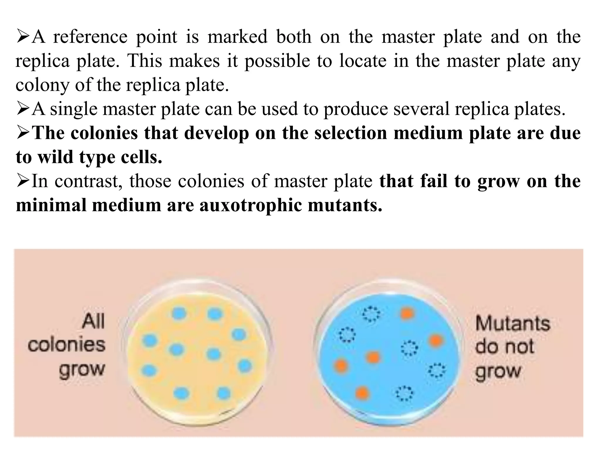 A reference point is marked both on the master plate and on the
replica plate. This makes it possible to locate in the master plate any
colony of the replica plate.
A single master plate can be used to produce several replica plates.
The colonies that develop on the selection medium plate are due
to wild type cells.
In contrast, those colonies of master plate that fail to grow on the
minimal medium are auxotrophic mutants.
 