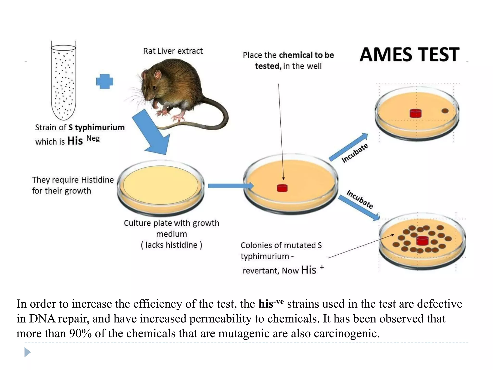 In order to increase the efficiency of the test, the his-ve strains used in the test are defective
in DNA repair, and have increased permeability to chemicals. It has been observed that
more than 90% of the chemicals that are mutagenic are also carcinogenic.
 