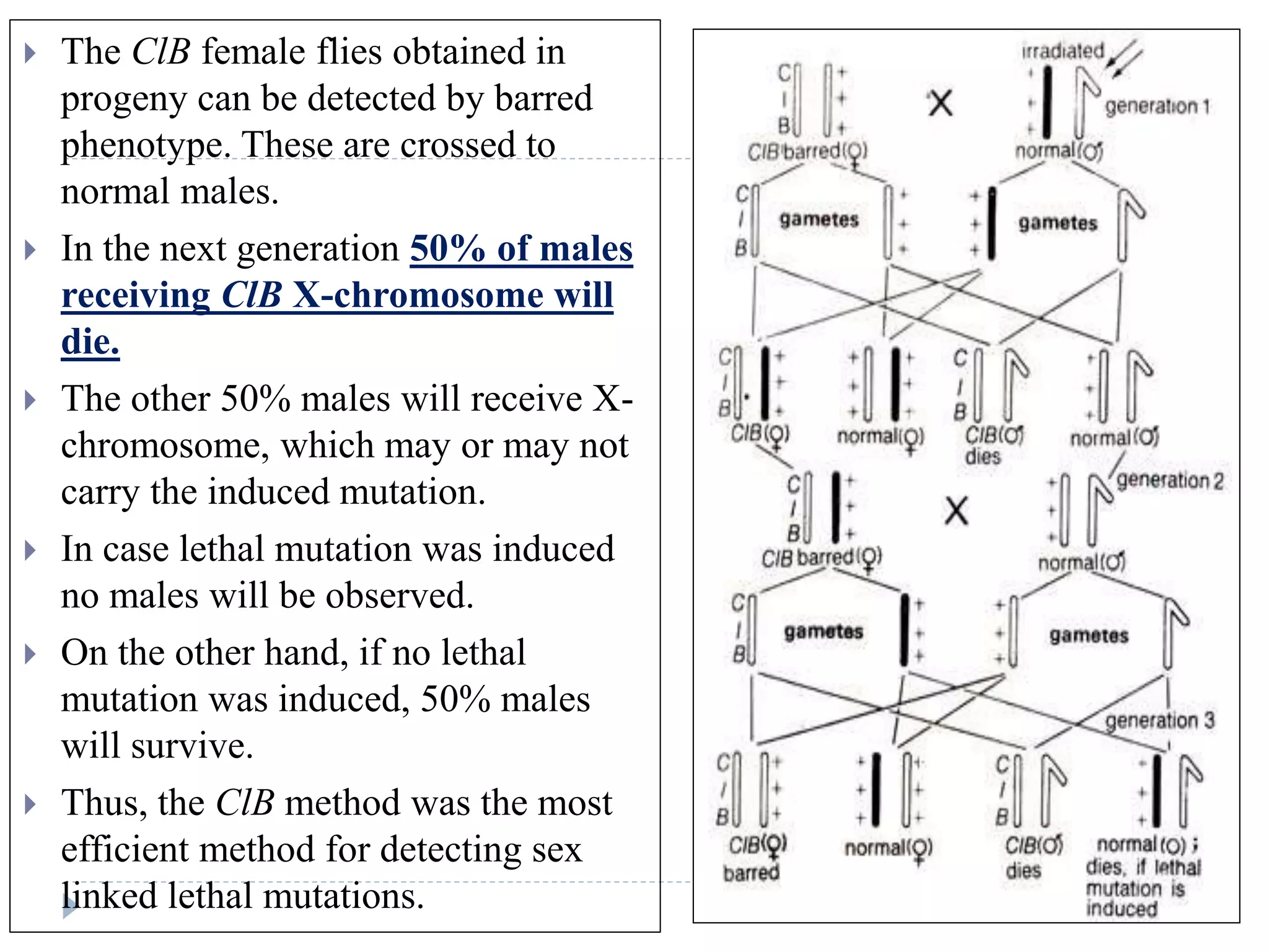  The ClB female flies obtained in
progeny can be detected by barred
phenotype. These are crossed to
normal males.
 In the next generation 50% of males
receiving ClB X-chromosome will
die.
 The other 50% males will receive X-
chromosome, which may or may not
carry the induced mutation.
 In case lethal mutation was induced
no males will be observed.
 On the other hand, if no lethal
mutation was induced, 50% males
will survive.
 Thus, the ClB method was the most
efficient method for detecting sex
linked lethal mutations.
 