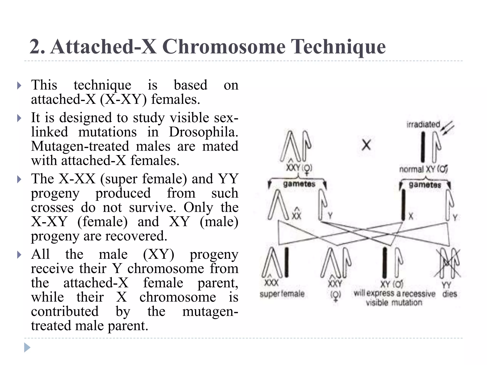 2. Attached-X Chromosome Technique
 This technique is based on
attached-X (X-XY) females.
 It is designed to study visible sex-
linked mutations in Drosophila.
Mutagen-treated males are mated
with attached-X females.
 The X-XX (super female) and YY
progeny produced from such
crosses do not survive. Only the
X-XY (female) and XY (male)
progeny are recovered.
 All the male (XY) progeny
receive their Y chromosome from
the attached-X female parent,
while their X chromosome is
contributed by the mutagen-
treated male parent.
 