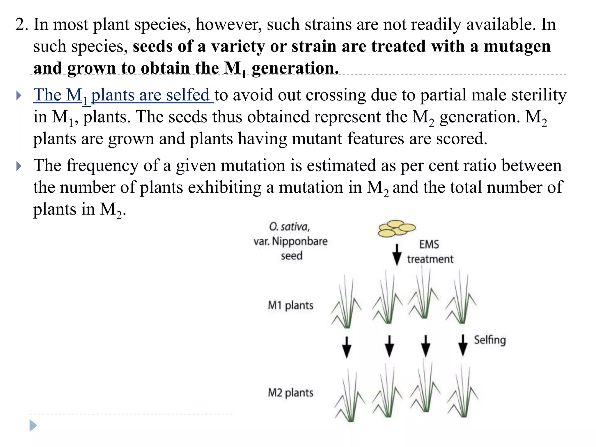 2. In most plant species, however, such strains are not readily available. In
such species, seeds of a variety or strain are treated with a mutagen
and grown to obtain the M1 generation.
 The M1 plants are selfed to avoid out crossing due to partial male sterility
in M1, plants. The seeds thus obtained represent the M2 generation. M2
plants are grown and plants having mutant features are scored.
 The frequency of a given mutation is estimated as per cent ratio between
the number of plants exhibiting a mutation in M2 and the total number of
plants in M2.
 