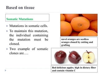 Based on tissue
Somatic Mutations
 Mutations in somatic cells.
 To maintain this mutation,
the individual containing
the mutation must be
cloned.
 Two example of somatic
clones are….
navel oranges are seedless
oranges cloned by cutting and
grafting
Red delicious apples. high in dietary fiber
and contain vitamin C
 