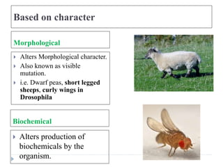 Based on character
Morphological
Biochemical
 Alters Morphological character.
 Also known as visible
mutation.
 i.e. Dwarf peas, short legged
sheeps, curly wings in
Drosophila
 Alters production of
biochemicals by the
organism.
 