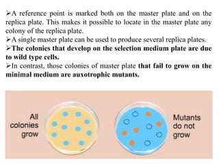 A reference point is marked both on the master plate and on the
replica plate. This makes it possible to locate in the master plate any
colony of the replica plate.
A single master plate can be used to produce several replica plates.
The colonies that develop on the selection medium plate are due
to wild type cells.
In contrast, those colonies of master plate that fail to grow on the
minimal medium are auxotrophic mutants.
 
