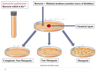 Salmonella typhimurium
Bacteria which is his-ve
Bacteria + Minimal medium (contains traces of histidine)
Chemical Agent
Completely Non-Mutagenic Non Mutagenic Mutagenic
Experiment should be repeat
 