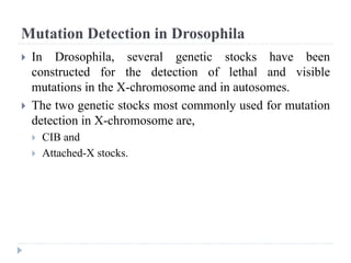 Mutation Detection in Drosophila
 In Drosophila, several genetic stocks have been
constructed for the detection of lethal and visible
mutations in the X-chromosome and in autosomes.
 The two genetic stocks most commonly used for mutation
detection in X-chromosome are,
 CIB and
 Attached-X stocks.
 
