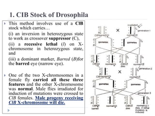 1. CIB Stock of Drosophila
 This method involves use of a ClB
stock which carries…
(i) an inversion in heterozygous state
to work as crossover suppressor (C),
(ii) a recessive lethal (l) on X-
chromosome in heterozygous state,
and
(iii) a dominant marker, Barred (B)for
the barred eye (narrow eye).
 One of the two X-chromosomes in a
female fly carried all these three
features and the other X-chromosome
was normal. Male flies irradiated for
induction of mutations were crossed to
ClB females. Male progeny receiving
ClB X-chromosome will die.
 