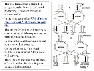  The ClB female flies obtained in
progeny can be detected by barred
phenotype. These are crossed to
normal males.
 In the next generation 50% of males
receiving ClB X-chromosome will
die.
 The other 50% males will receive X-
chromosome, which may or may not
carry the induced mutation.
 In case lethal mutation was induced
no males will be observed.
 On the other hand, if no lethal
mutation was induced, 50% males
will survive.
 Thus, the ClB method was the most
efficient method for detecting sex
linked lethal mutations.
 