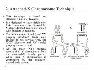 2. Attached-X Chromosome Technique
 This technique is based on
attached-X (X-XY) females.
 It is designed to study visible sex-
linked mutations in Drosophila.
Mutagen-treated males are mated
with attached-X females.
 The X-XX (super female) and YY
progeny produced from such
crosses do not survive. Only the
X-XY (female) and XY (male)
progeny are recovered.
 All the male (XY) progeny
receive their Y chromosome from
the attached-X female parent,
while their X chromosome is
contributed by the mutagen-
treated male parent.
 