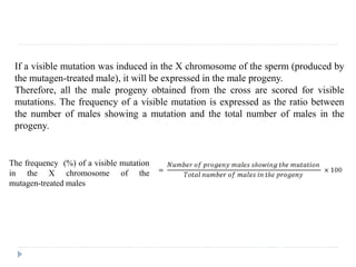 The frequency (%) of a visible mutation
in the X chromosome of the
mutagen-treated males
If a visible mutation was induced in the X chromosome of the sperm (produced by
the mutagen-treated male), it will be expressed in the male progeny.
Therefore, all the male progeny obtained from the cross are scored for visible
mutations. The frequency of a visible mutation is expressed as the ratio between
the number of males showing a mutation and the total number of males in the
progeny.
 
