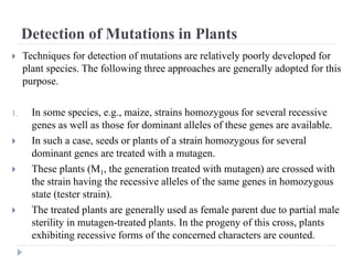 Detection of Mutations in Plants
 Techniques for detection of mutations are relatively poorly developed for
plant species. The following three approaches are generally adopted for this
purpose.
1. In some species, e.g., maize, strains homozygous for several recessive
genes as well as those for dominant alleles of these genes are available.
 In such a case, seeds or plants of a strain homozygous for several
dominant genes are treated with a mutagen.
 These plants (M1, the generation treated with mutagen) are crossed with
the strain having the recessive alleles of the same genes in homozygous
state (tester strain).
 The treated plants are generally used as female parent due to partial male
sterility in mutagen-treated plants. In the progeny of this cross, plants
exhibiting recessive forms of the concerned characters are counted.
 